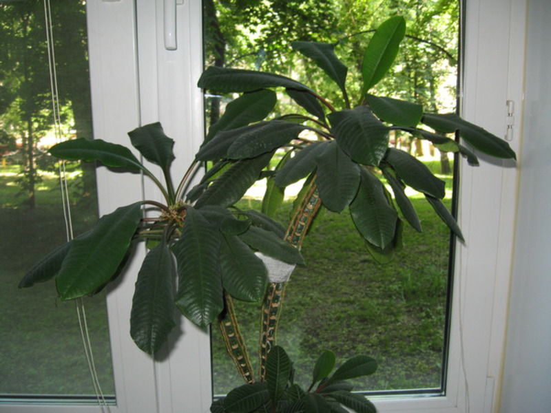 Euphorbia ar baltu dzīslu