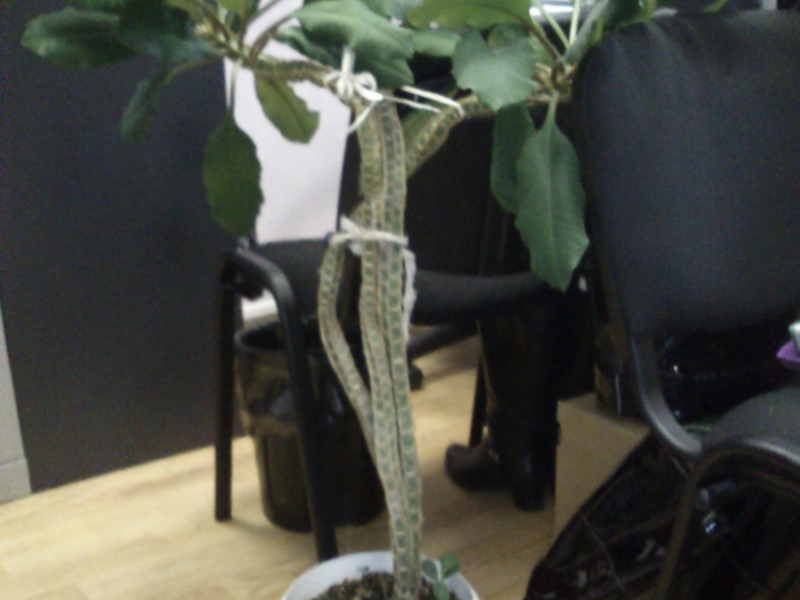 Euphorbia с бели вени и грижи за него.