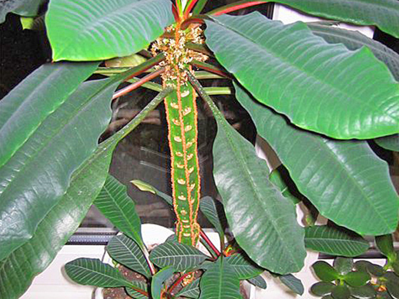 Euphorbia à veines blanches à très longues feuilles