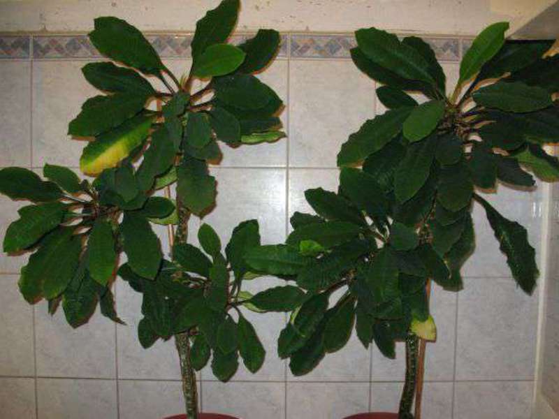 Euphorbia с бяла жилка и грижи