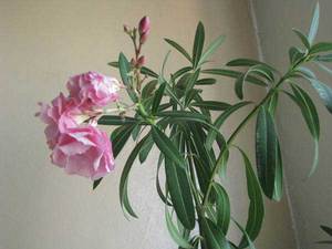 Elegant oleander