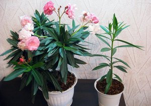 Is het moeilijk om oleander thuis te laten groeien