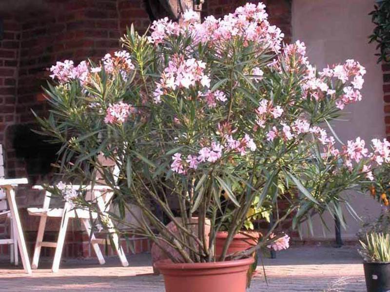 Indoor bloem oleander