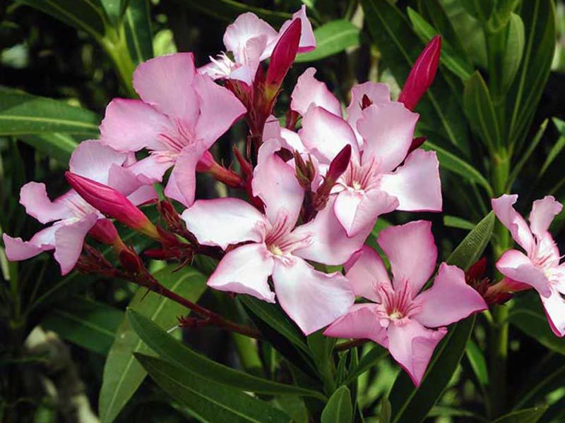 Karaniwang oleander