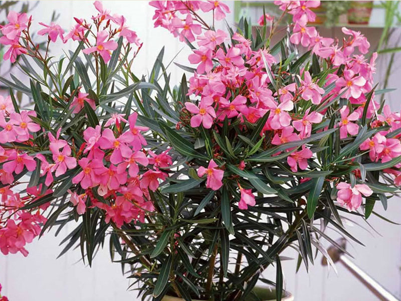 Reproduction of oleander