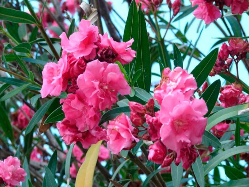 Oleander-arter