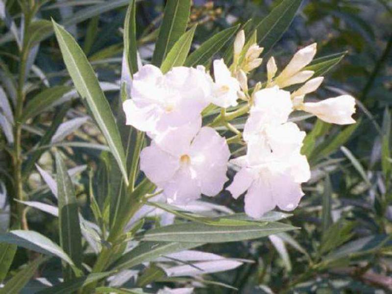 Paano pangalagaan ang oleander