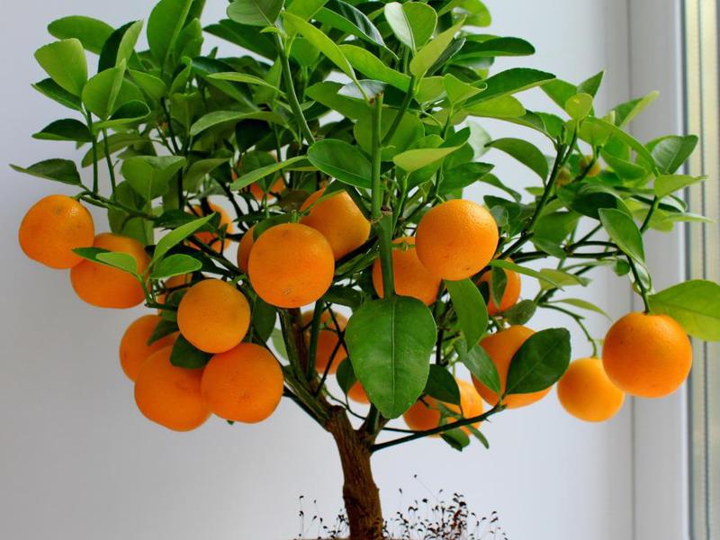 Ako pestovať strom pomaranča a mandarínky