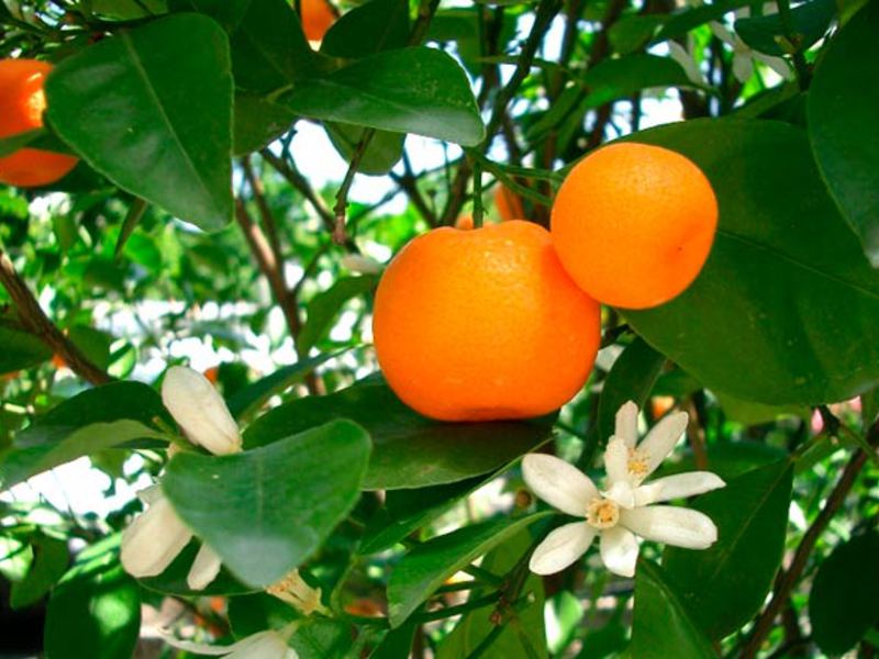 עץ תפוזים בבית