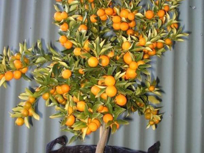 Apelsīnu koks dzīvoklī