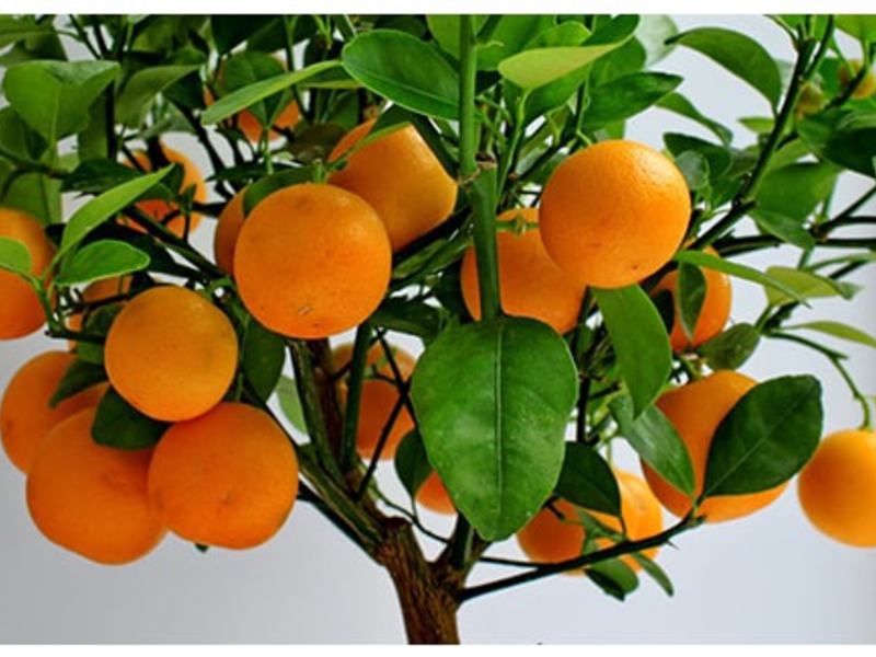 زراعة البرتقال في المنزل