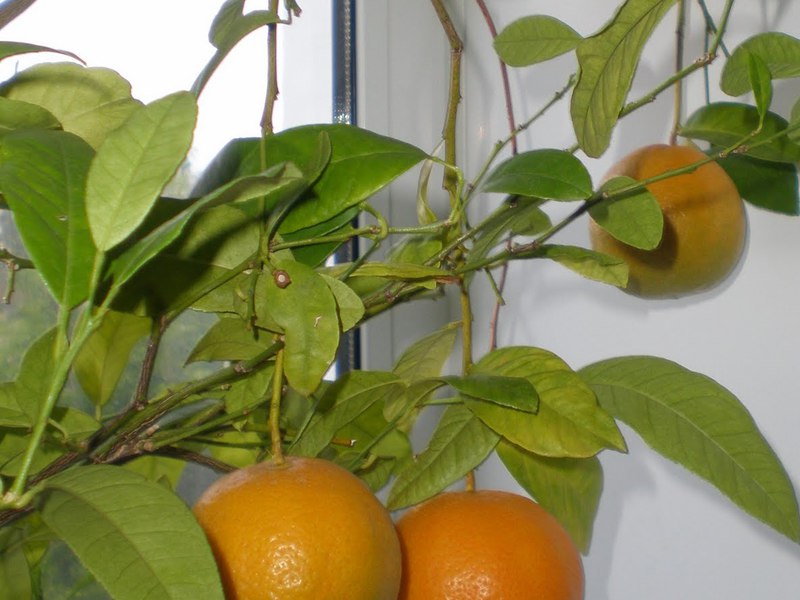 مجموعة متنوعة من أشجار البرتقال