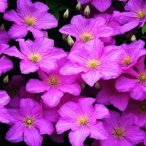 Как да се грижим за цвете клематис