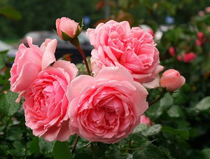 Рози за декорация на градини и паркове
