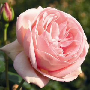 Рози в розовата градина.