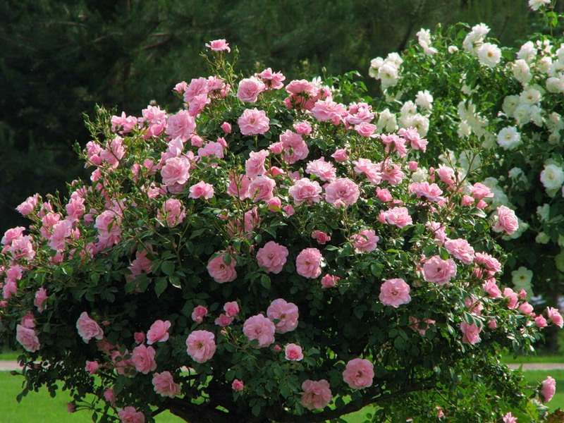 Цъфтящи рози в градината