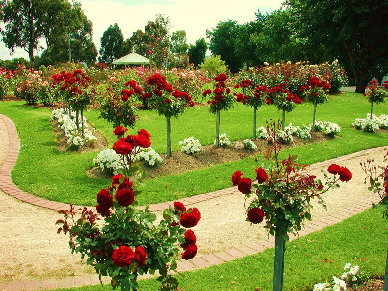 Как правилно да режете паркова роза