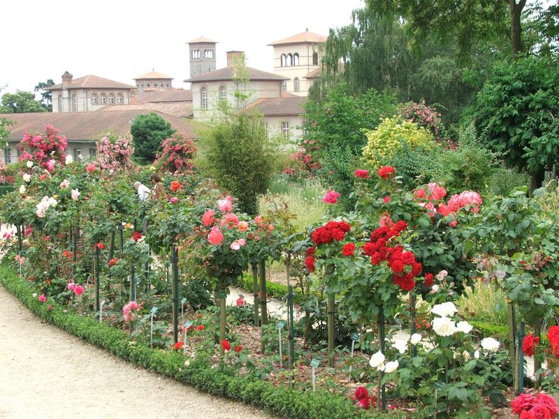 Роза за градини и паркове