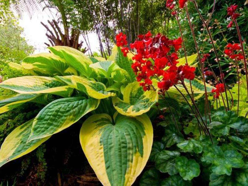 Skyggetolerante planter i hagen: funksjoner