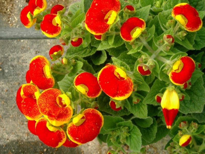 Flower variety