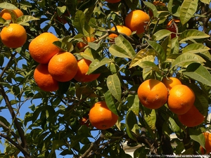 Thuis sinaasappels telen