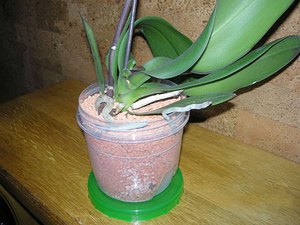 Pagpili ng isang orchid pot