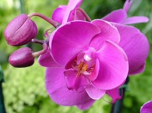Kaip ir kada geriau persodinti orchidėją