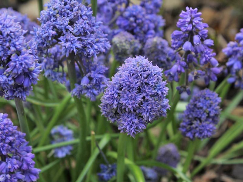 Características distintivas de M. armeniacum Blue Spike flores