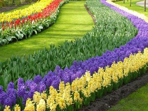 Начини за използване на мускари цветя в декорация на земя