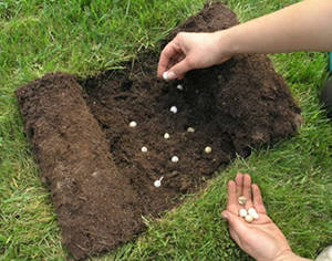 Đặc điểm của trồng cây xạ hương trên bãi đất trống