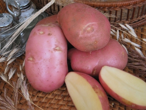 Plantando e cuidando de batatas