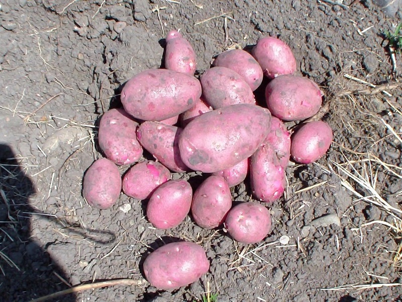 Stredne skorá odroda zemiakov.