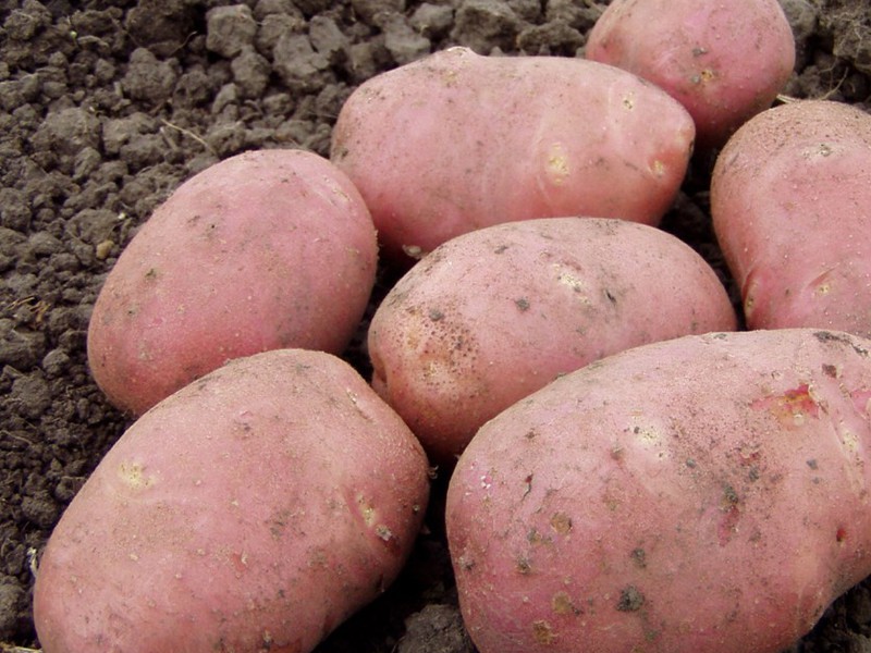Wie man Romano-Kartoffeln pflanzt und anbaut