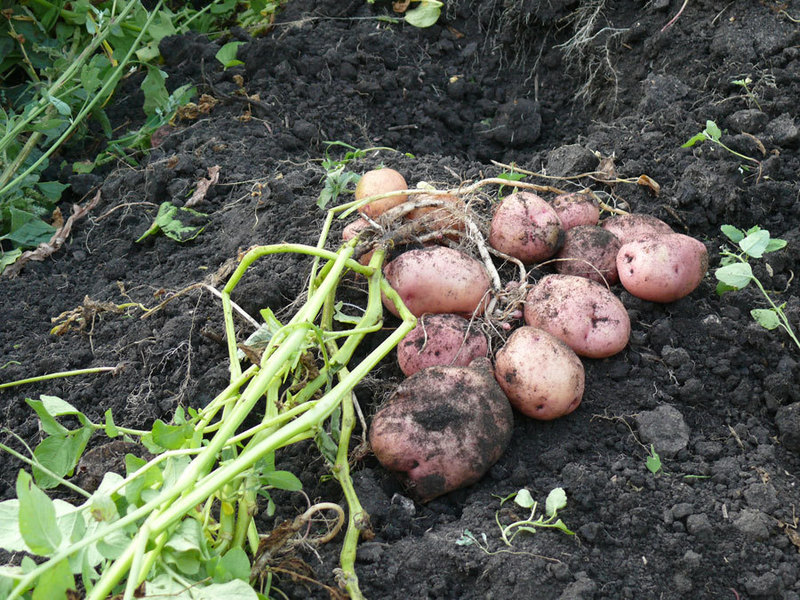 Romano potato variety