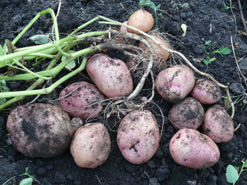 Stredne skorá odroda zemiakov.