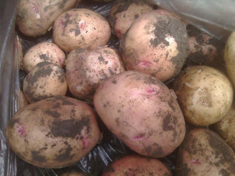 Audzē Romano kartupeļus