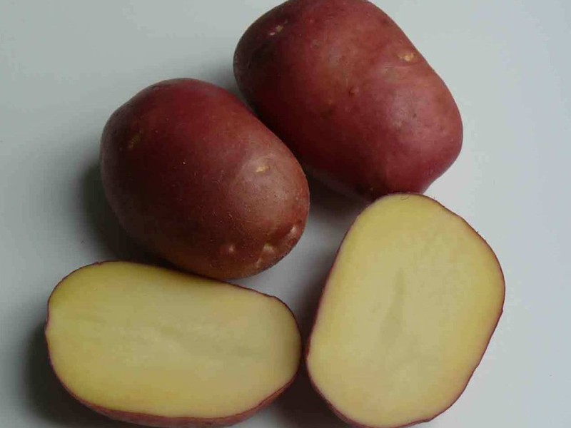 Medium early potato variety.