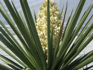 Eksotisk yucca-blomst