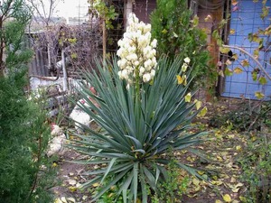 Yucca növény
