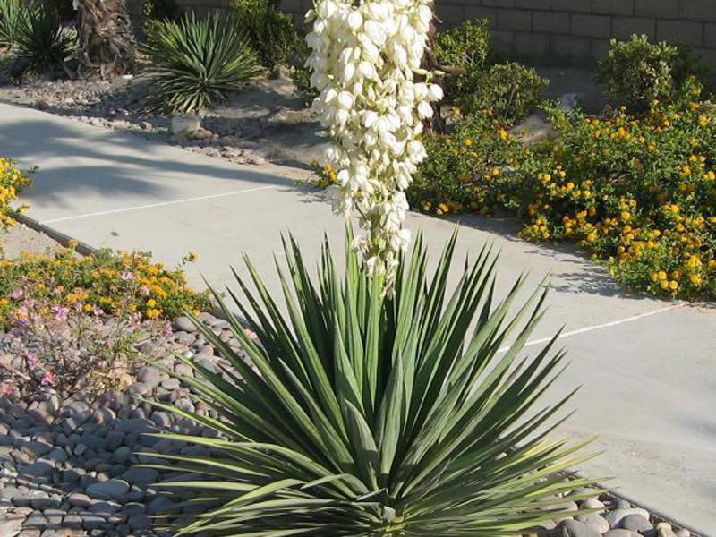 Yucca-puutarha