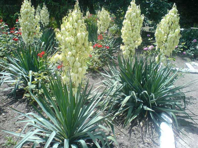 Yucca ja hänen kukkansa