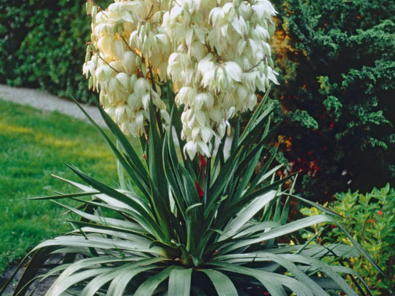 Květy rostlin yucca
