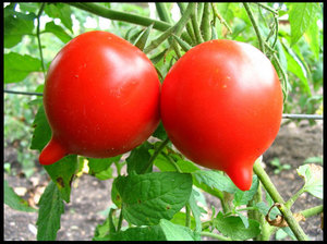 Сортове домати за юг