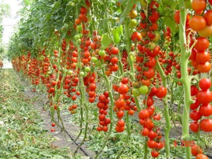 Плодородни сортове домати