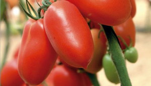 Как да изберем сорт домати