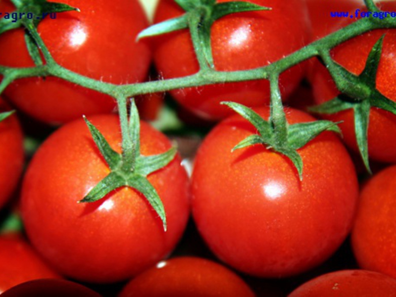 Сортове и имена на домати