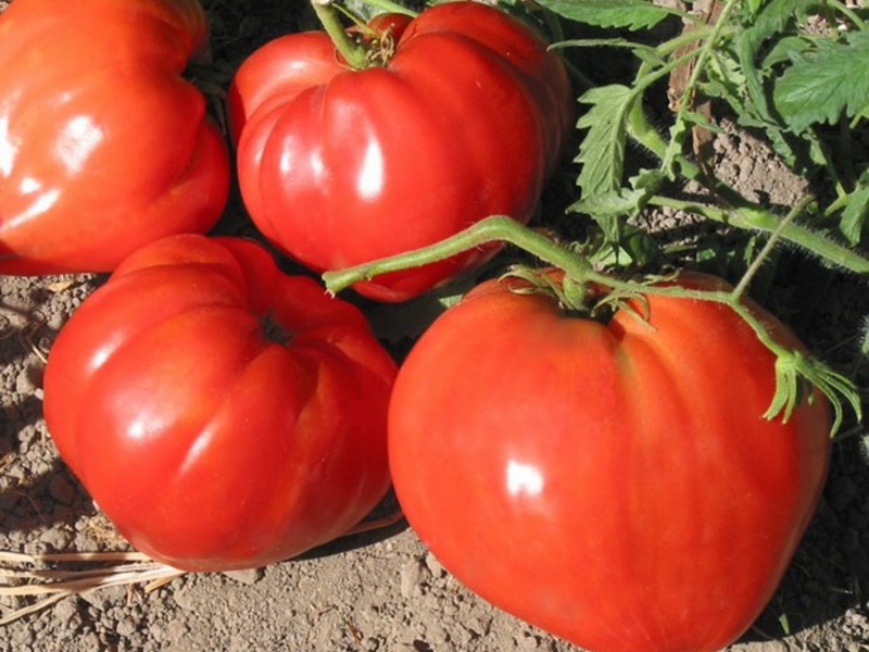 Най-добрите сортове домати.