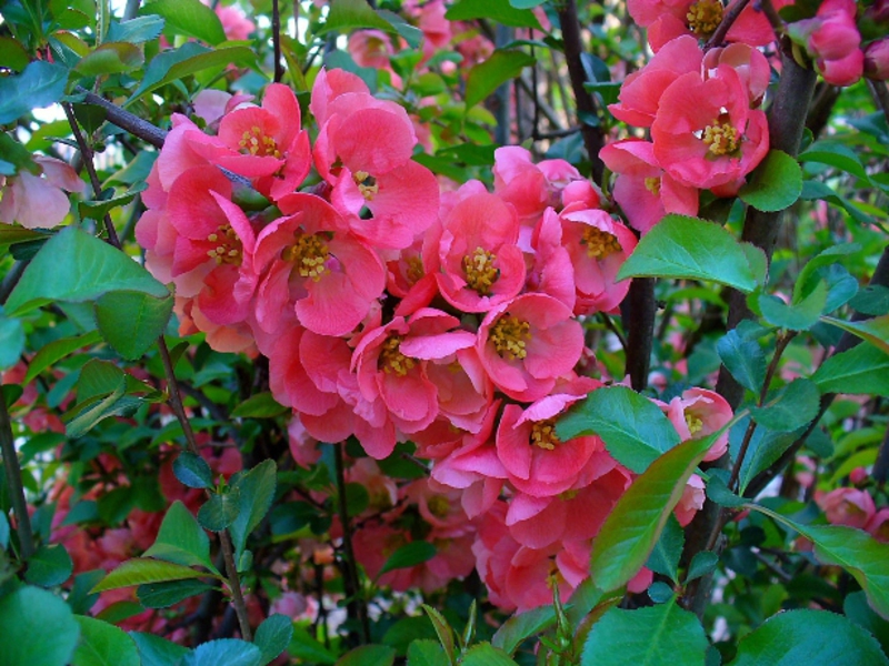 Japanese quince bush