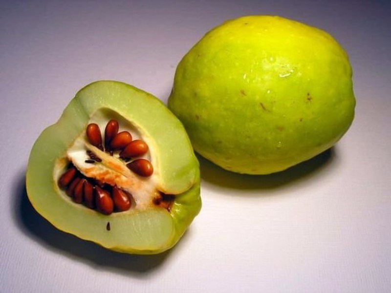 Frutas de membrillo japonés