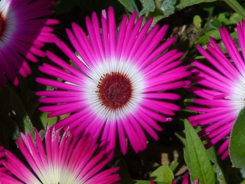 Piękny kwiat mesembriantemum